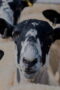 Nonton Film Clarkson’s Farm Season 5 Episode 2 Bioskop21